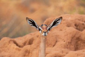 Gerenuk (4).jpg