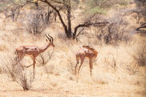 Gerenuk.jpg