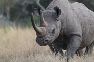 Rhino.JPG
