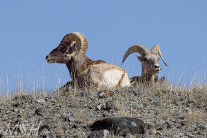 56753_C_Big Pair.jpg