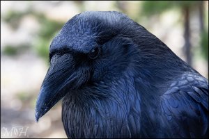 8498_Raven.jpg