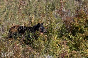 58355_BLack Bear-So Many Berries.jpg