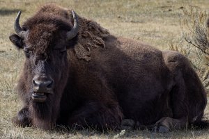 58326_Bison Napping.jpg