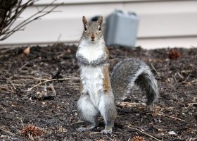 K41A5535 picasa crop-topaz2-denoise-sharpen - Copy.JPG