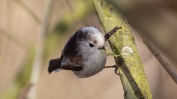 LTT at work_02.jpg