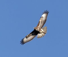 6L8A8058-DxO_Buzzard_flying.jpg