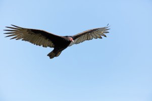 3Q7A4199-DxO_turkey_vultureLS&H copy.jpg 3Q7A4199-DxO_turkey_vultureLS&H copy.jpg