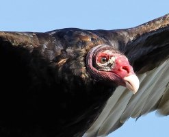 3Q7A4199-DxO_turkey_vulture_Face.jpg 3Q7A4199-DxO_turkey_vulture_Face.jpg