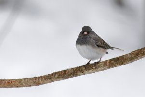 Junco.jpg