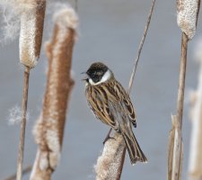 6L8A8275-DxO_Reed_Bunting_singing_on-reeds.jpg