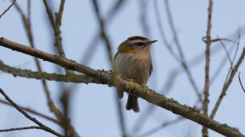firecrest_04.jpg