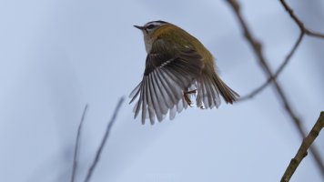 firecrest_03.jpg
