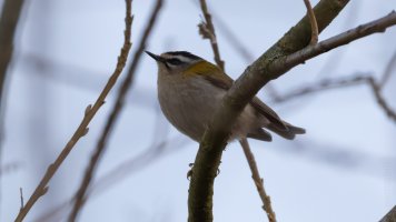 firecrest_02.jpg