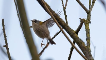 firecrest.jpg