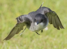 Eastern Kingbird 5-30-25_5.jpeg