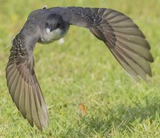 Eastern Kingbird 5-30-25.jpeg
