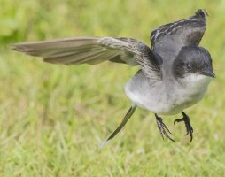 Eastern Kingbird 5-30-25_3.jpeg