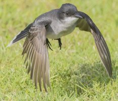 Eastern Kingbird 5-30-25_1.jpeg