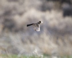 R5M22895-DxO_DeepPRIME XD2s.jpg