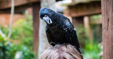 20181210_Auckland-Zoo (2).JPG