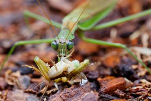 Mantis Prey.jpg