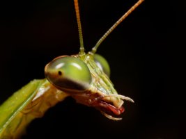 Mantis.jpg