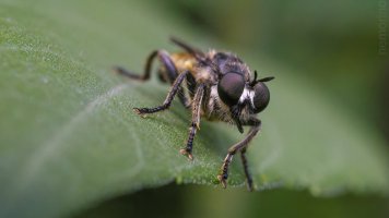 hand robberfly.jpg