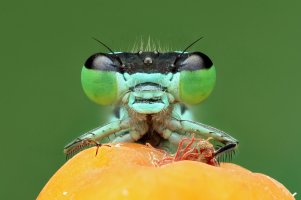 2025-07-15-07.17.21 ZS retouched-ps-denoise-clear.jpeg