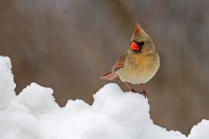 Cardinal on Snow.jpg