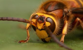Hornet Vespa crabro m (Shapwick Heath) (focus stack) (tighter crop).jpg