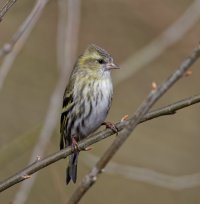 6L8A8969-DxO_Female_Siskin.jpg