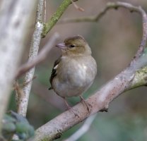 6L8A9035-DxO_Female_Chaffinch.jpg