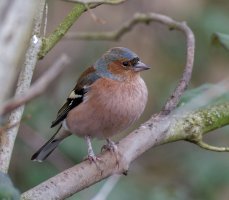 6L8A9078-DxO_Chaffinch.jpg