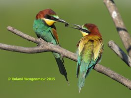 Bienenfresser Ihringen 18_05_2015-3 Copyright.jpg Bienenfresser Ihringen 18_05_2015-3 Copyright.jpg