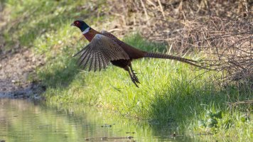 Common pheasant.jpg
