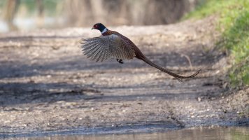 Common pheasant 2.jpg