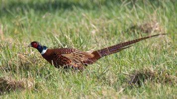 Common pheasant 3.jpg