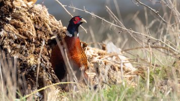 Common pheasant 4.jpg