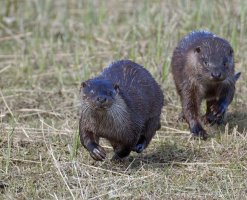 6L8A9617-DxO_Otters_running_towards-ts.jpeg