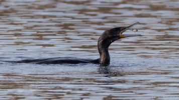 Phalacrocorax carbo.jpg