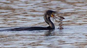 Phalacrocorax carbo_02.jpg