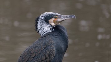 Phalacrocorax carbo_03.jpg