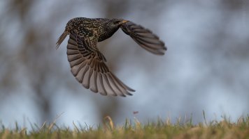 starting starling.jpg