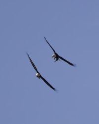 R5M25793-DxO_DeepPRIME XD2s.jpg