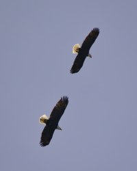 R5M25998-DxO_DeepPRIME XD2s.jpg