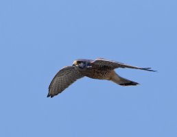 6L8A0461-DxO_Male_Kestrel_Flying_clear_sky.jpg