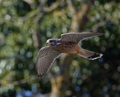 6L8A0471-DxO_Male_Kestrel_Flying_wooded_background.jpg