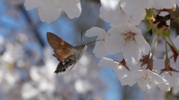 first hummingbird moth of the year_03.jpg