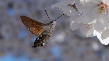 first hummingbird moth of the year_04.jpg