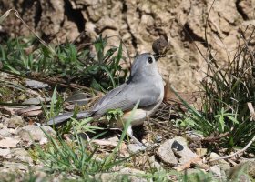 K41A7526 picasa crop-topaz2-denoise.JPG